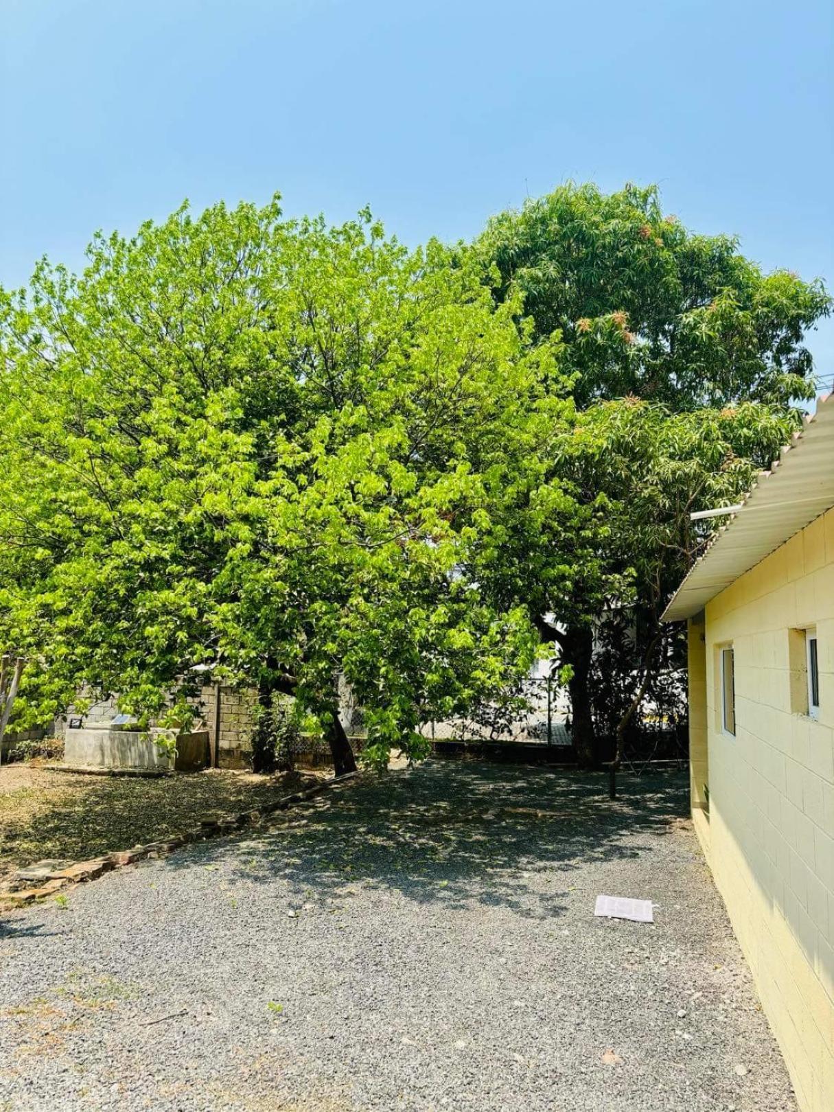 Hostal Camila'S Tamanique المظهر الخارجي الصورة