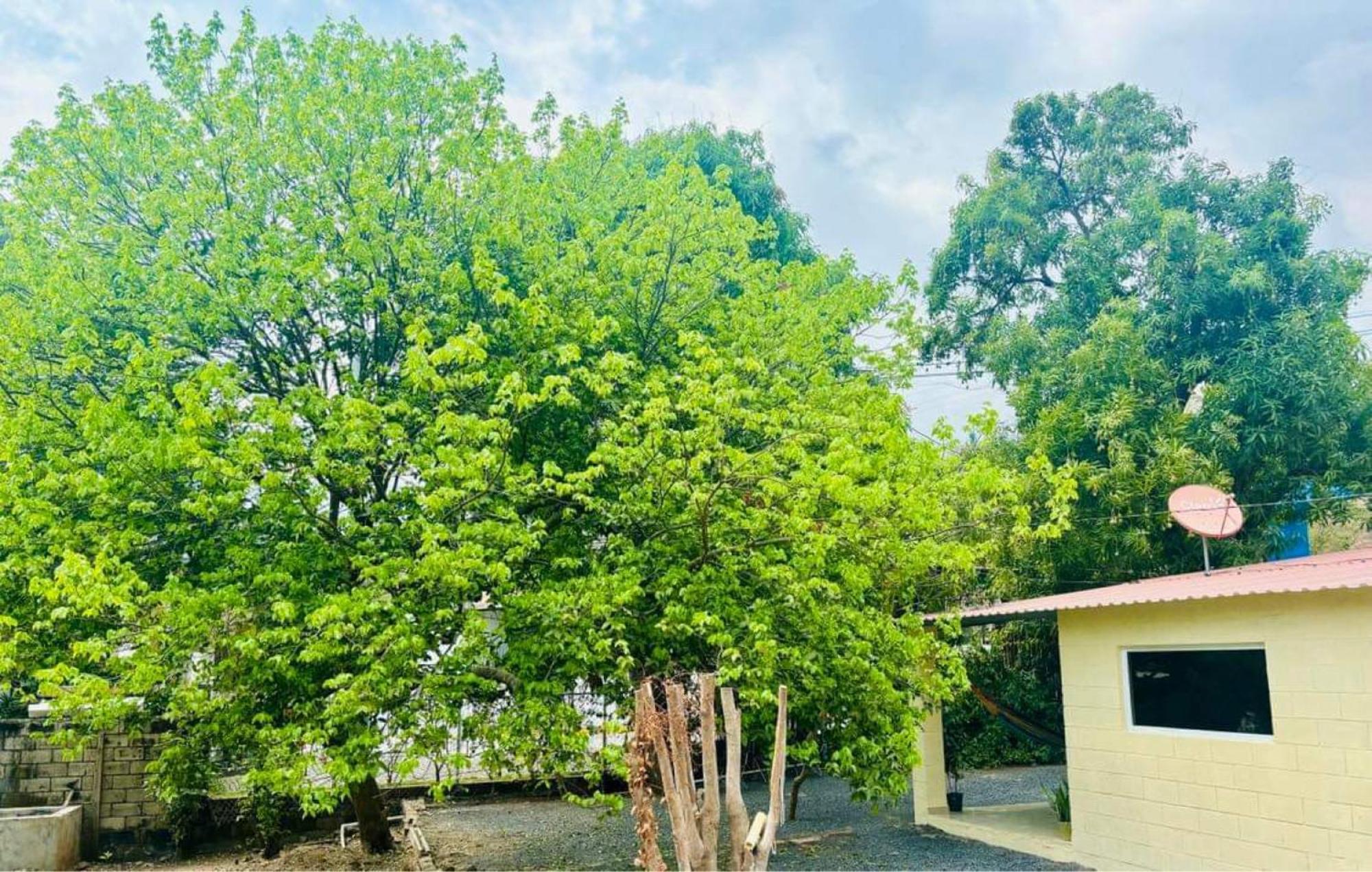 Hostal Camila'S Tamanique المظهر الخارجي الصورة